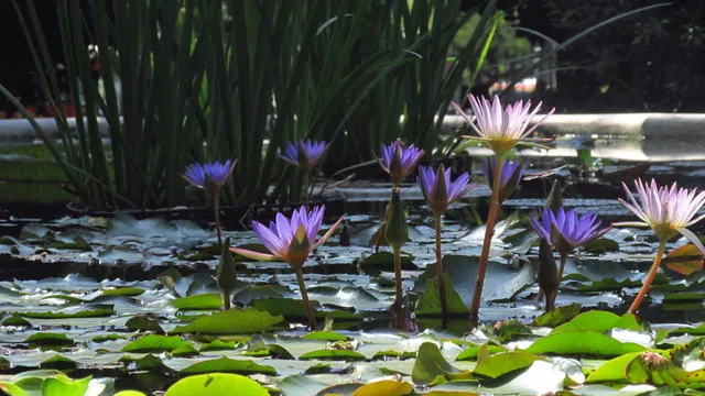 澳洲幸运5走势图 示例